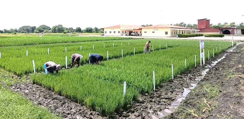 PRODUCTORAS